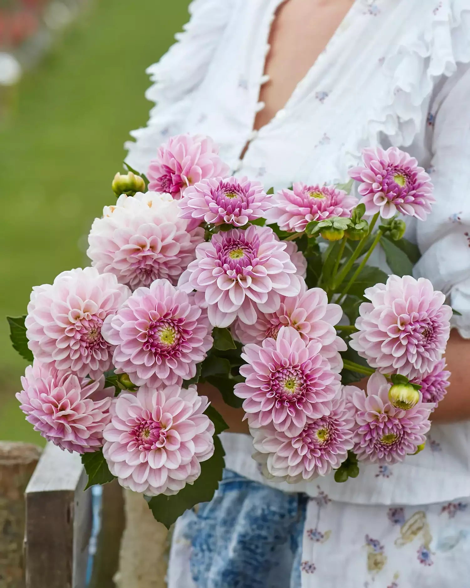 Daalia 'Pink Silk'